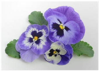 Easy Sow Flower Seed Discs (400x400), Png Download