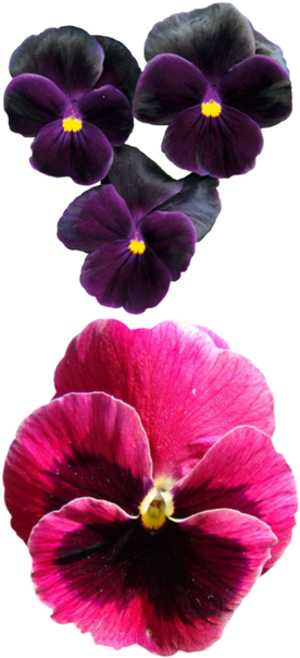 Pansies Flower Pansy - Pansy (333x640), Png Download