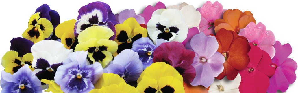 Pansies-slide - Hazzard's Seeds Pansy Mammoth Mix 1,000 Seeds (1031x324), Png Download