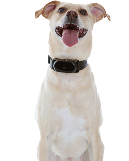 Scoutbark100 - Motorola Scoutbark100 No Bark Dog Collar With Warning (700x700), Png Download