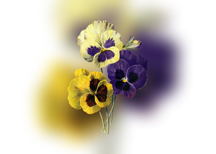 Color Palette Ideas From Flower Flowering Plant Pansy - Vintage Blumepansy-uhr Große Wanduhr (700x500), Png Download