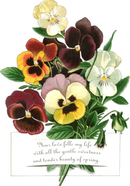 Яндекс - Фотки - Cafepress Pansy Pop 3'x5' Area Rug (443x632), Png Download