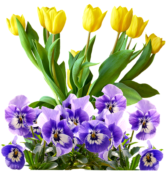 Tulip (640x630), Png Download