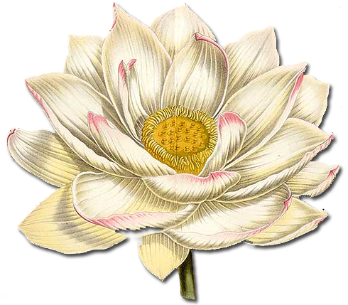 Lotus Flower Png White Lotus Flower Png - Paper Placemats (18x12) Floral/lime Green (490x429), Png Download