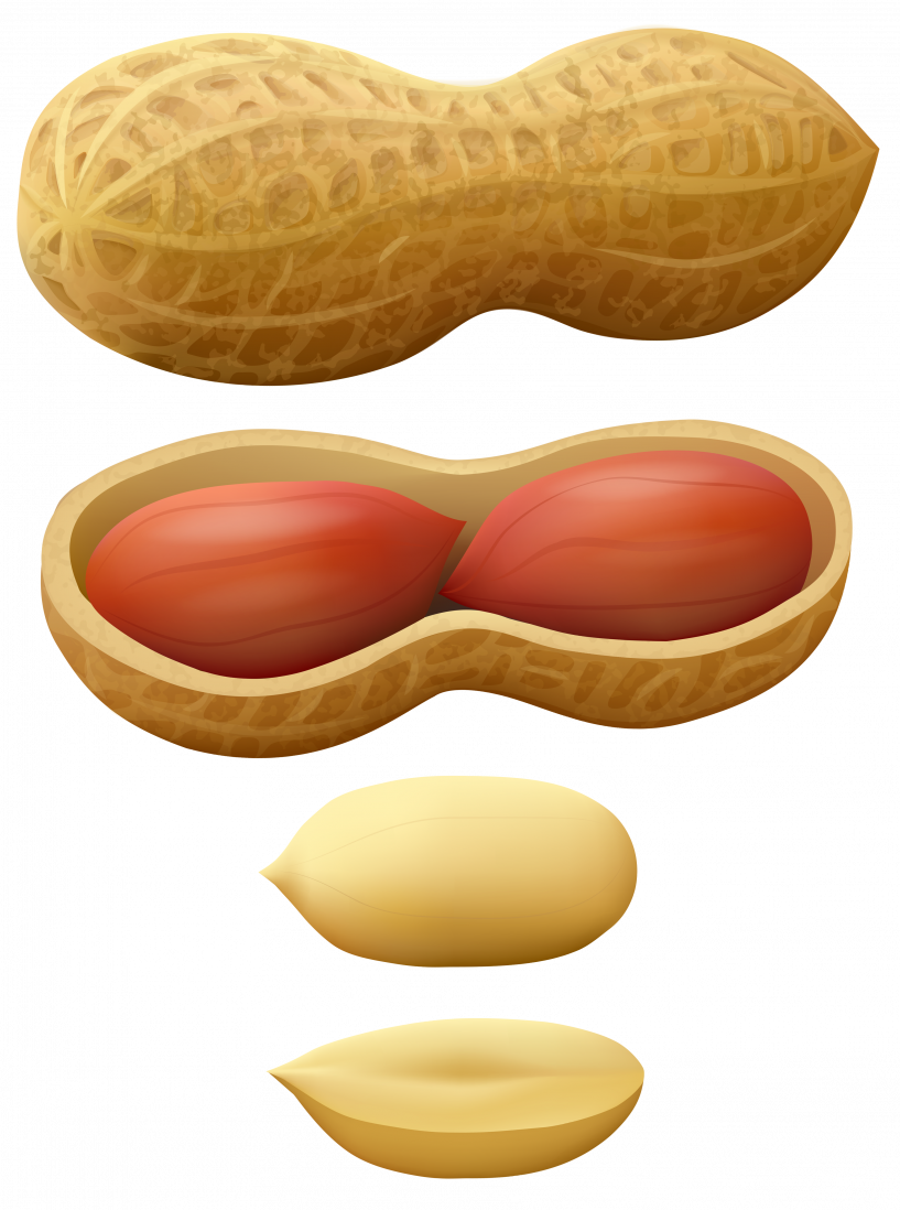 Peanut Clipart - Clip Art (817x1098), Png Download