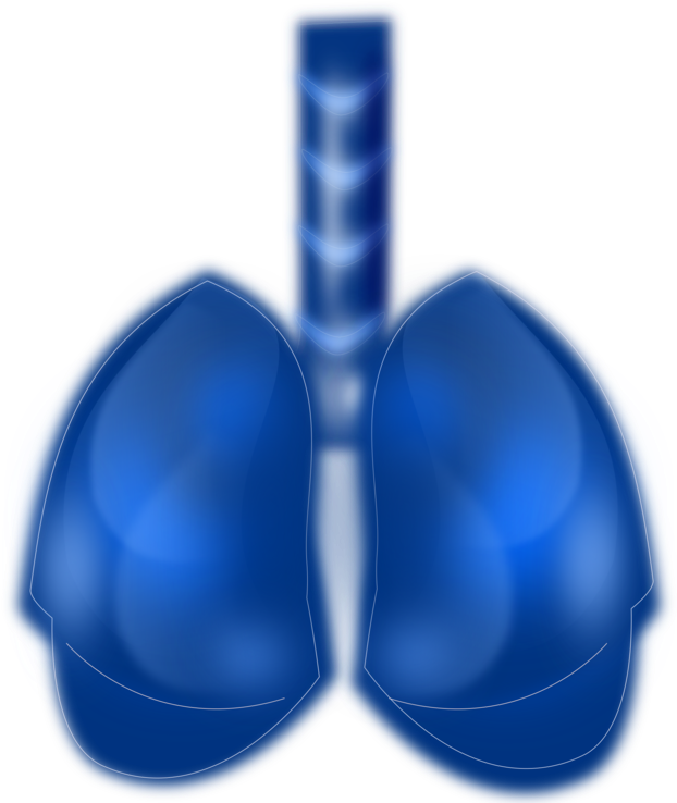 Lung Cancer Respiratory Disease Respiratory System - Lung (625x750), Png Download