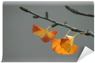 Maidenhair Tree (400x400), Png Download