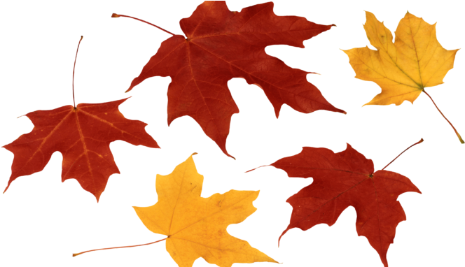 Png Free Library Carrot Clipart Leave - Leaf Fall Leaves Png (678x381), Png Download