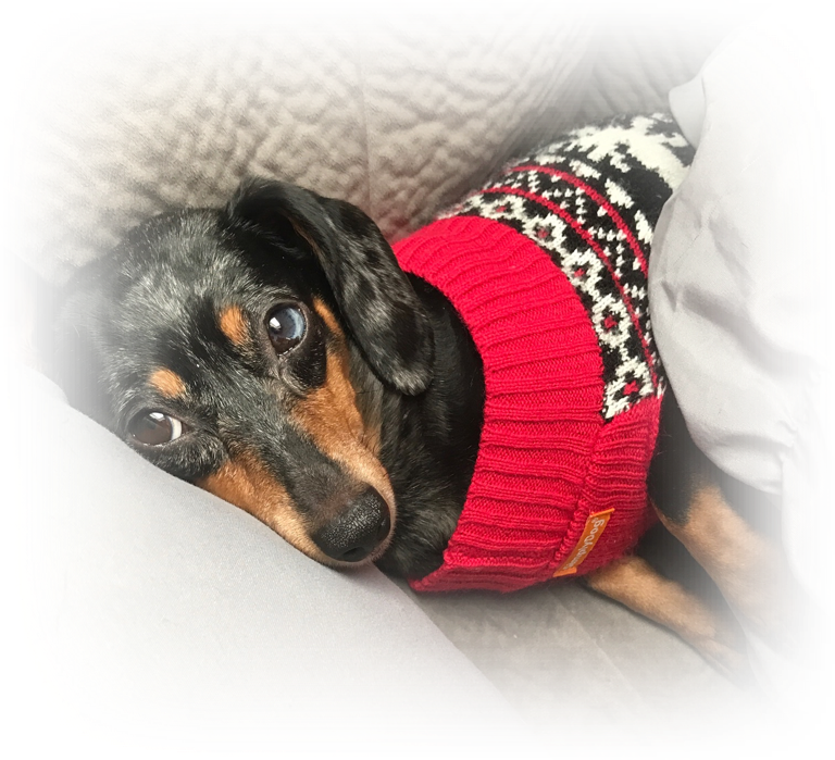 Dachshund (768x699), Png Download
