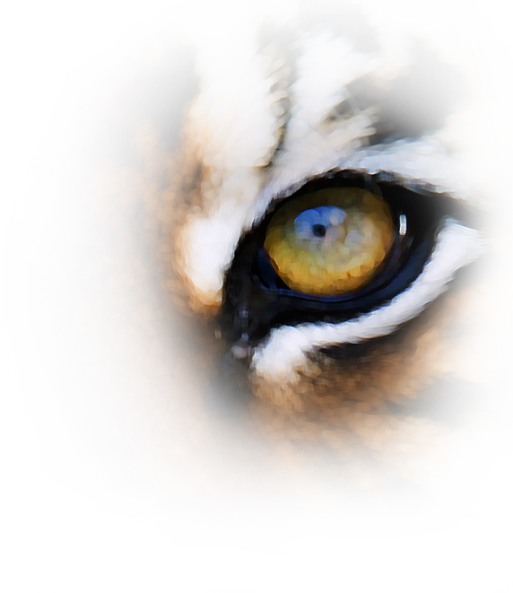 Tiger Eyes Png Download - Close-up (572x661), Png Download