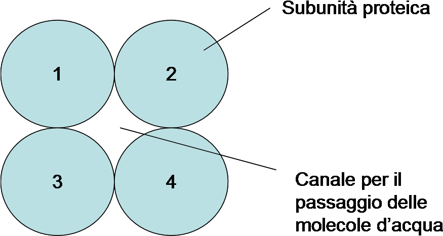 Acquaporina Subunità Porocanale - Diagram (986x492), Png Download