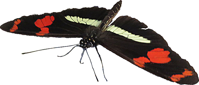 Moth (791x337), Png Download