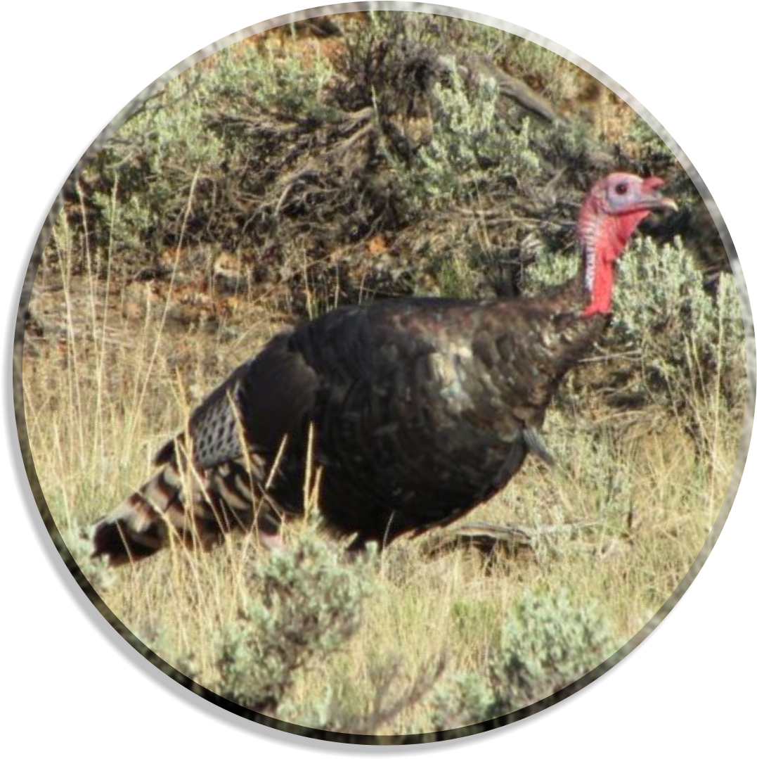 Colorado (1088x1088), Png Download