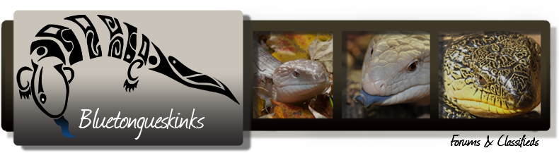 Blue Tongue Skinks - Halmahera (800x228), Png Download