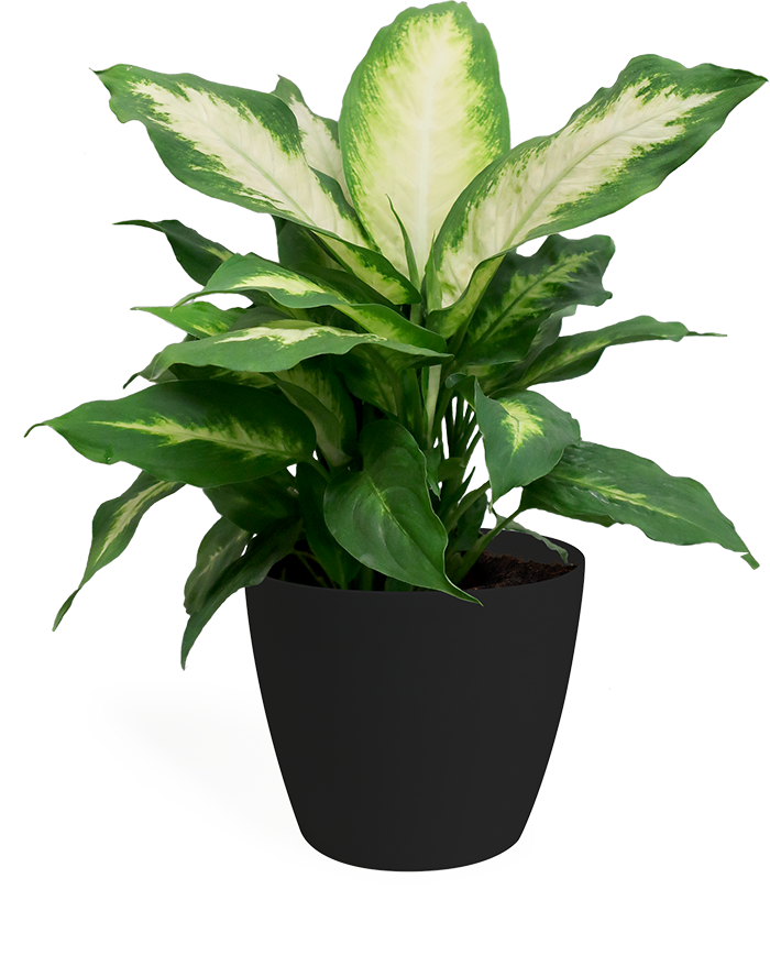 Dieffenbachia Camille Small In Eva Black - Dumb Canes (700x888), Png Download