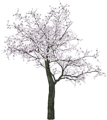 Cherry Blossom Tree Png (400x400), Png Download