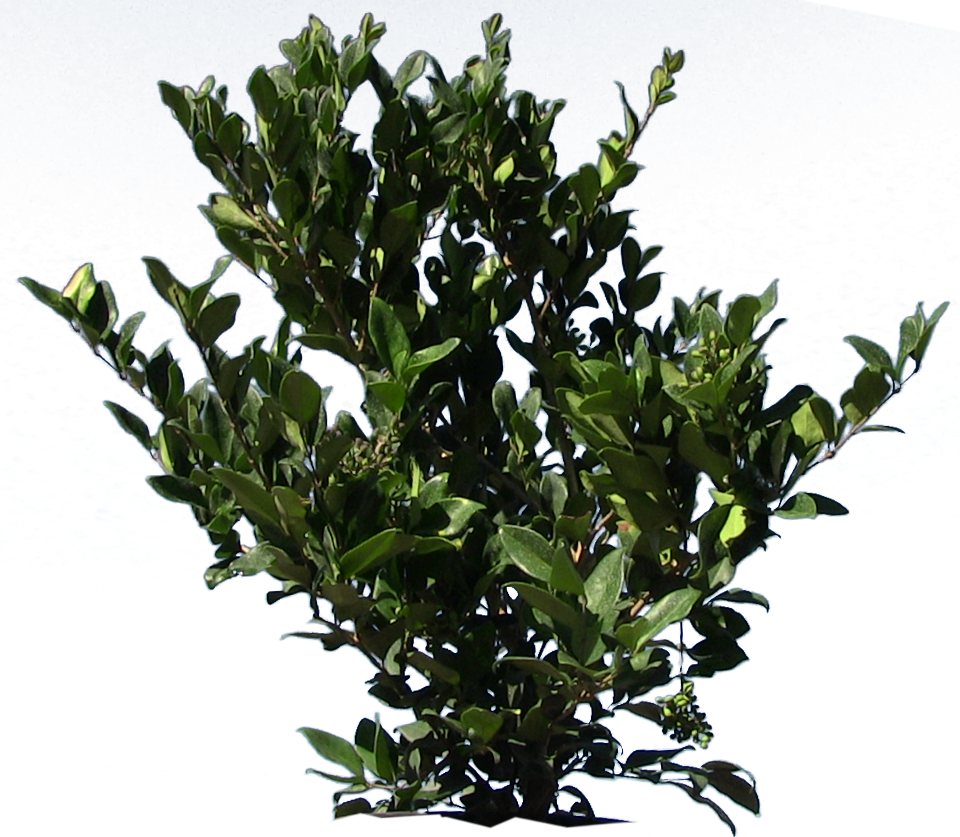 Wax Leaf Privet - Moon Valley Nursery Backyard Builder (960x837), Png Download