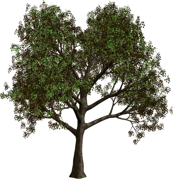 0, - Arbol De Bosque Png (582x600), Png Download