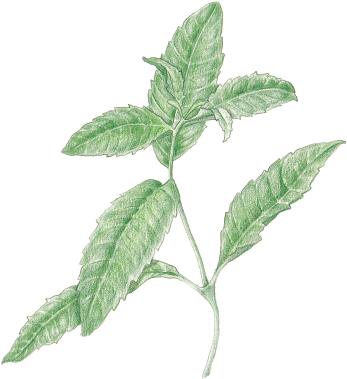 Verbena,lemon - Lemon Beebrush (355x386), Png Download