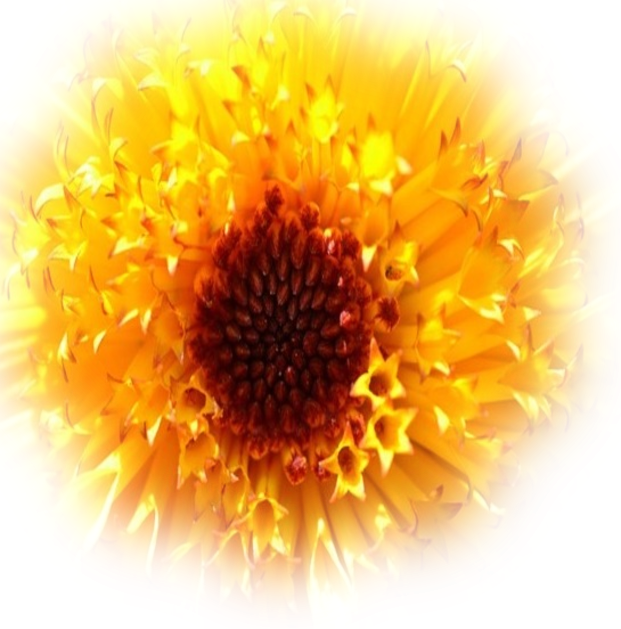 8 Trim Images - African Daisy (621x629), Png Download