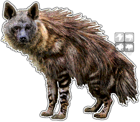 Brown Hyena - Hyena Art (590x515), Png Download