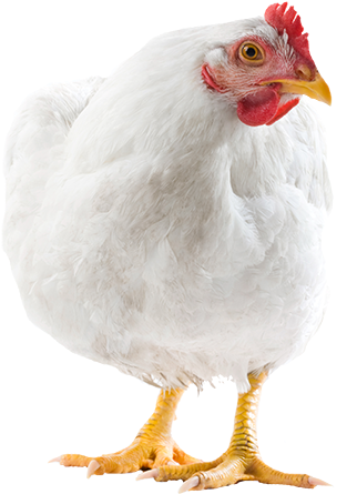 Adult Chicken - Broiler Chicken (403x475), Png Download