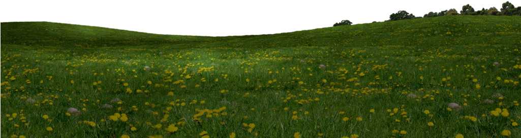 Grass Field Png Download - Field (1024x576), Png Download