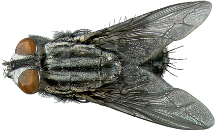Flesh-fly - Flesh Fly Identification (450x300), Png Download