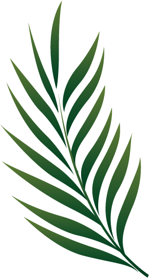 Palm Leaf Clipart Png (356x575), Png Download