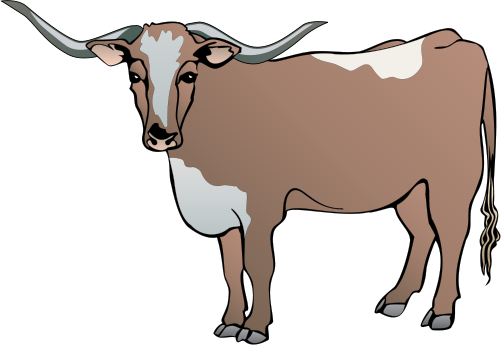 Longhorn Cattle Clipart Drawing - Cow Vector (501x345), Png Download