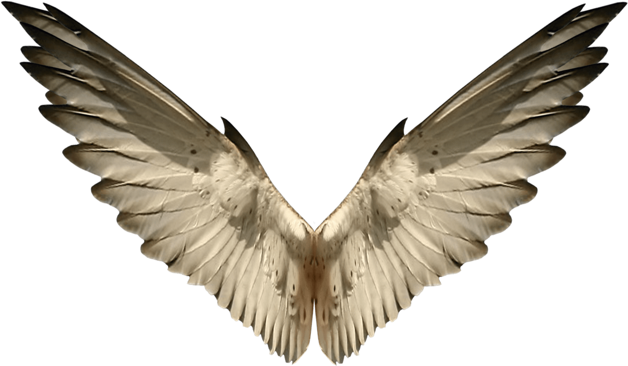 Asas Png Deviantart (1280x767), Png Download