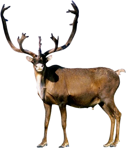 Reindeer Reindeer Png - Reindeer Spirit Animal Meaning (487x521), Png Download