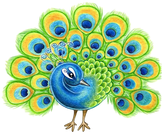 卡通手绘孔雀开屏 - Peacock Free Hand Drawing (564x564), Png Download