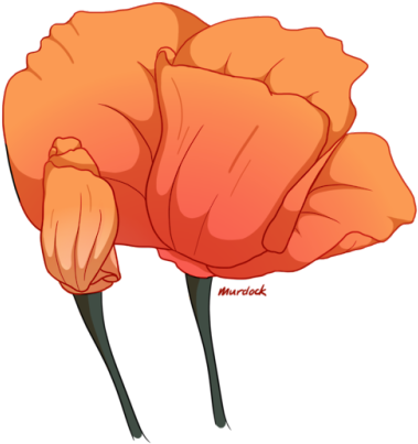 Blooming California Poppies - Poppy (500x500), Png Download