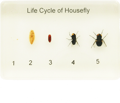 Life Cycle Of A Housefly - Housefly (500x500), Png Download