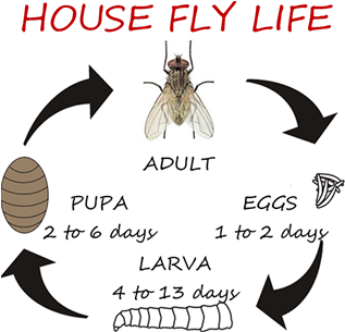 Once The Adult Flies Emerge From Its Pupal Case, It - Flies Life Cycle Days (716x306), Png Download