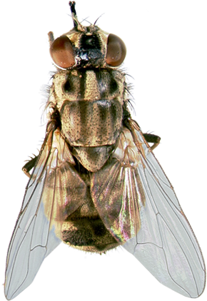 Tigger's Favorite Summer Products For Horses And Dogs - Horse (300x450), Png Download