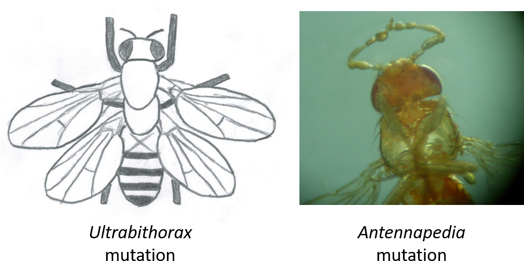 Left Sketch Of The Effect Of Mutating The Ultrabithorax - Drosophila Antennapedia (1035x549), Png Download