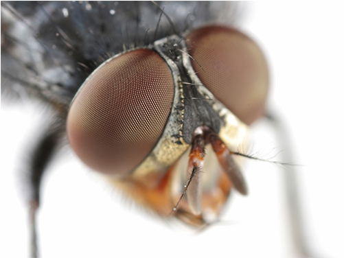 Fly Control - Fly Eye Png (688x375), Png Download