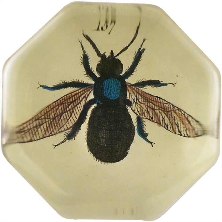 House Fly Png (800x800), Png Download