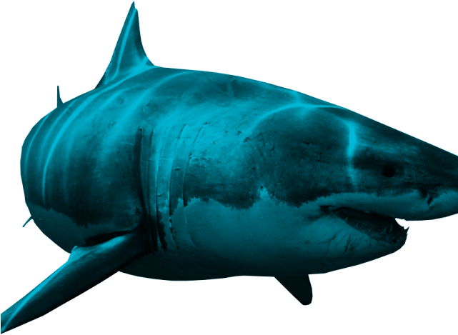 Great White Shark Clipart Shark Cage - Great White (640x480), Png Download