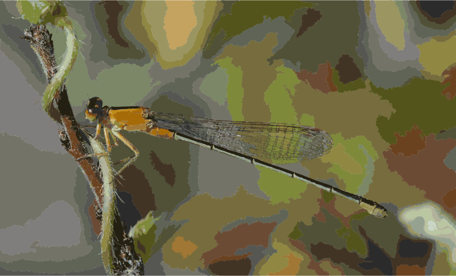 Ischnura Senegalensis (900x545), Png Download