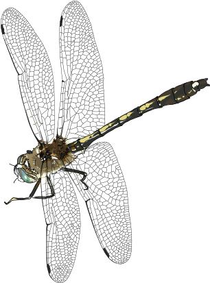 Insect Png Transparent Image Pngpix - Dragonfly Png (313x420), Png Download