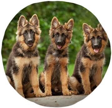 Three German Shepherd Puppies Tufted Floor Pillow - Traits For A German Shepherd (400x400), Png Download