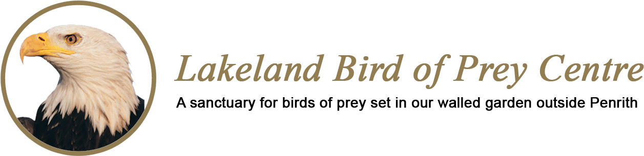 Lakeland Bird Of Prey Centre - Tea (1366x346), Png Download