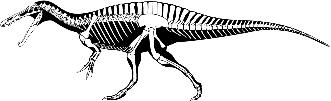 The Amusingly-named Irritator From South America Further - Suchomimus Skeleton Found (1200x400), Png Download