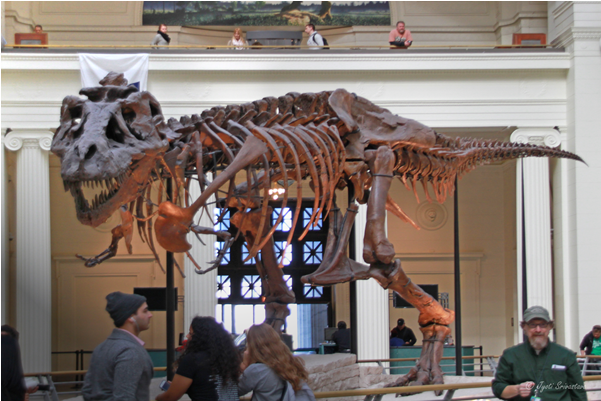 Field Museum Of Natural History (650x650), Png Download