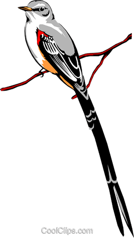 Scissor-tailed Flycatcher Royalty Free Vector Clip - Scissor Tailed Flycatcher Clipart (271x480), Png Download