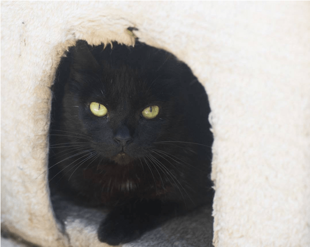 Photo Of Ak1744 Princess Bubblegum - Black Cat (638x638), Png Download