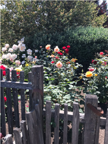 Memory Rose Garden For My Mom When I Miss Her Miracle - Garden Roses (510x510), Png Download